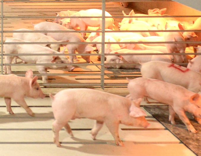 11月生猪饲料销量或环比增加