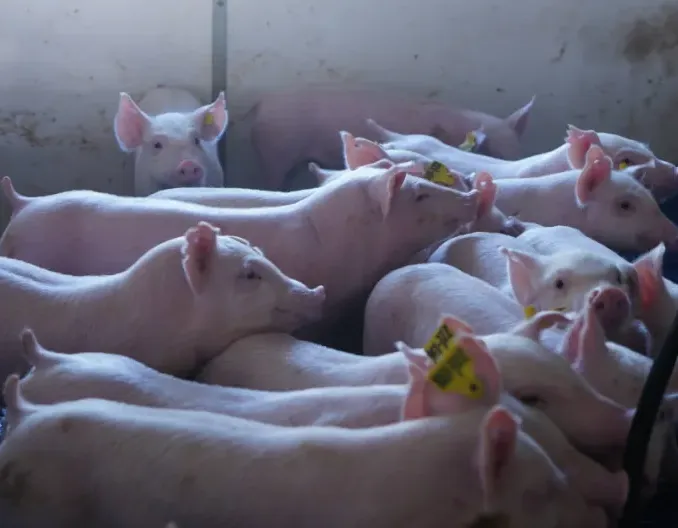 业内：未来养殖行业盈利水平或总体下降，但生猪养殖盈利朝多元化发展