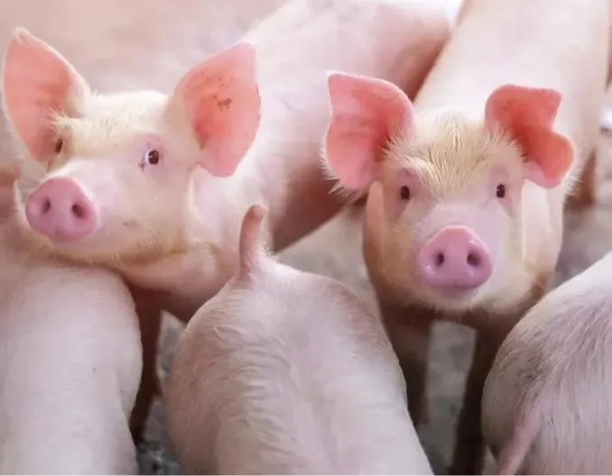 12月猪价有望短暂反弹 四季度生猪养殖仍将持续盈利