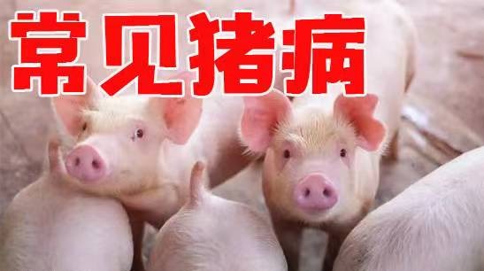 秋冬季非洲猪瘟防控关键技术——确保消毒效果