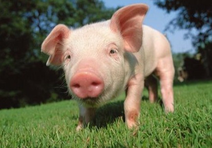 小猪胀气突然死亡，原来是这个病在作怪！
