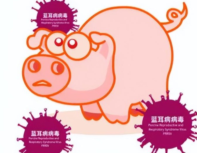 猪场蓝耳病净化方案