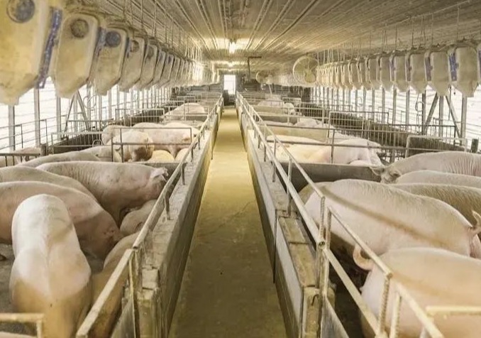 我国生猪养殖企业700多万家，多吗？