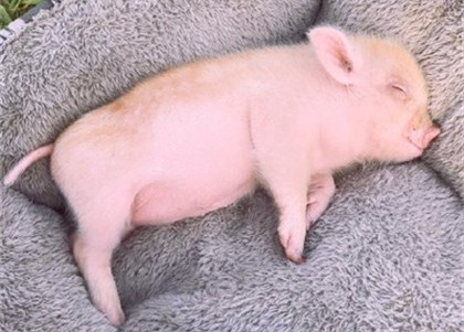 猪价有变！【明天猪价】11月27日全国猪价涨跌表！