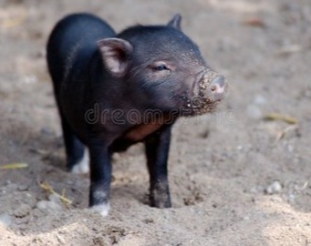 11月猪价涨了！市场分化严重，养猪人一定要注意这1点！
