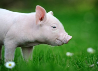 大降温！今冬首场寒潮来袭，12月尤其是12月中上旬，猪价或将出现一轮短暂反弹