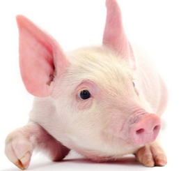 生猪：冬至前需求定基调 后市变数仍存