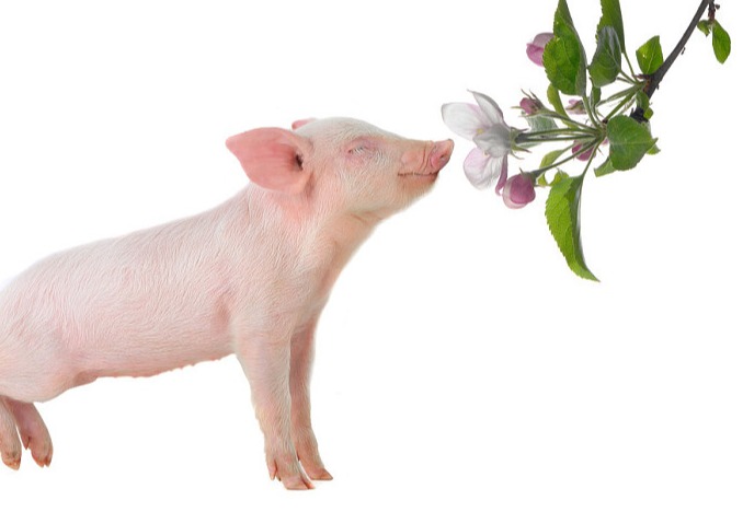 一夜“跳水”，猪价下跌“势在必行”？附：11月27日猪价