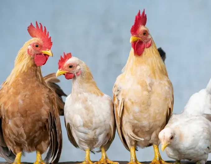 肉鸡的特征与生理生长特点对饲养管理的要求