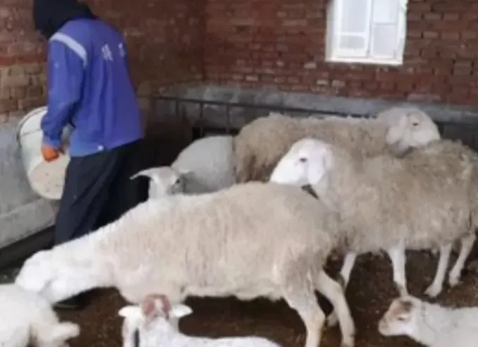 羊价要涨？未来三年羊价是涨是跌？