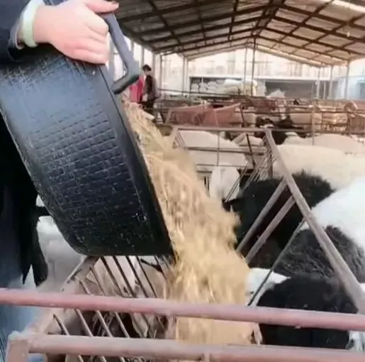 麦麸是个好东西，养羊人要善用！