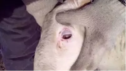 羊贫血被很多养羊人忽视了，太可怕了