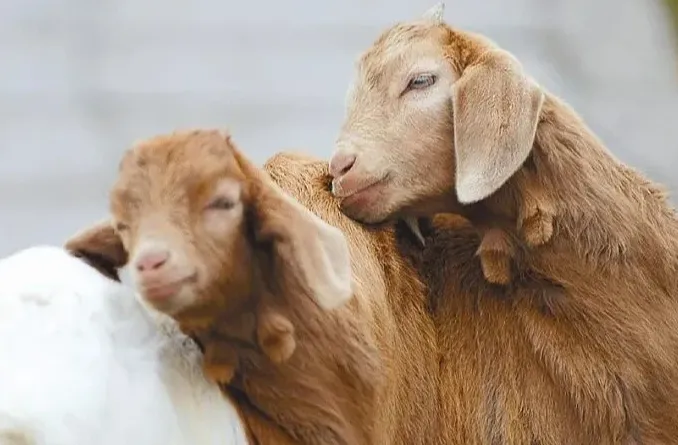 羊的救命药你备了吗？