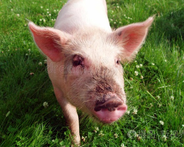 生猪：月底猪价或小幅反弹 16.47 元/公斤