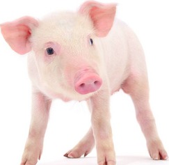 生猪：降温叠加月底，猪价或小幅反弹