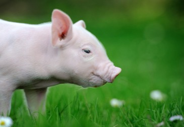 美国核心物价指数：2.8% 原油生猪动态