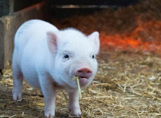 2025年猪价低点确定！什么时间抓小猪最好？答案来了！