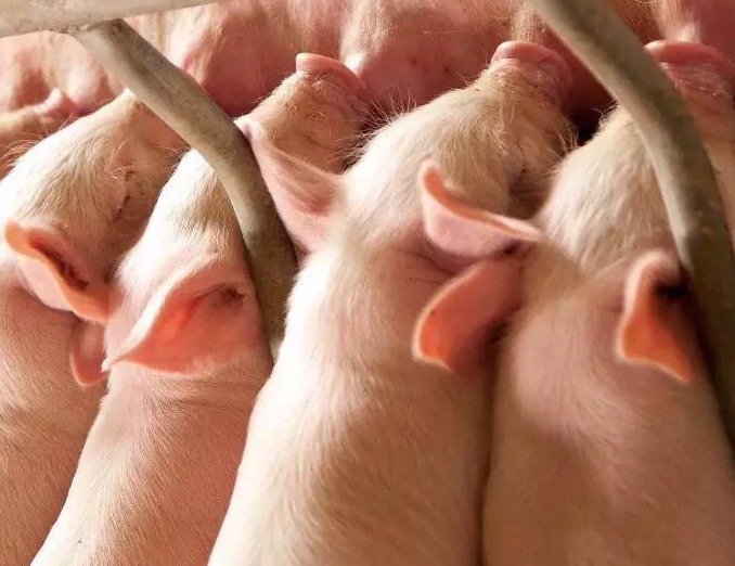 猪流行性腹泻防控原理