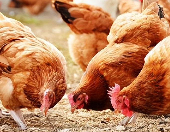 2024年全球蛋鸡企业前30强榜单：中国3家蛋企上榜