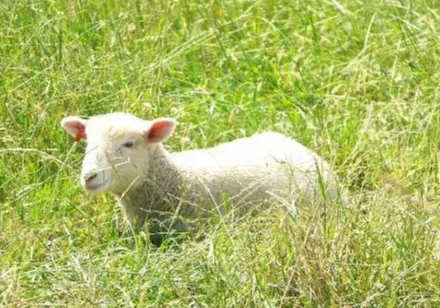 养羊技术，放牧养羊的九个要求！