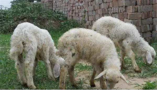 初冬时节，羊身上容易长一种东西