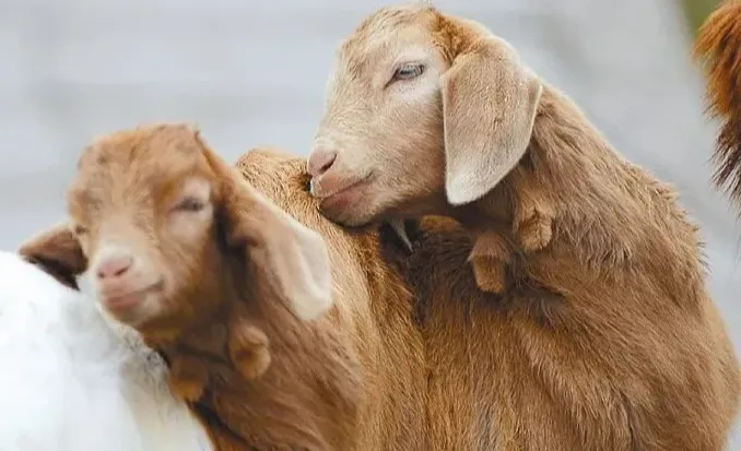 18个养羊民间偏方，你知道几个？