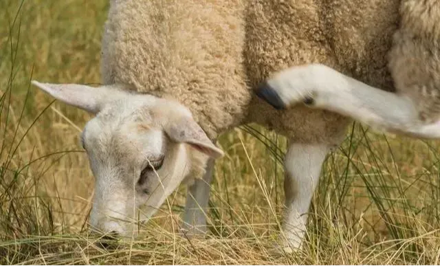 给羊打针喂药的方法技巧
