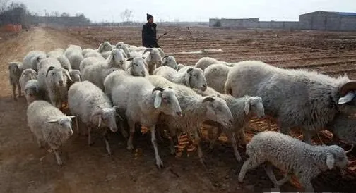 养羊高手总结的15句话，真的绝了！