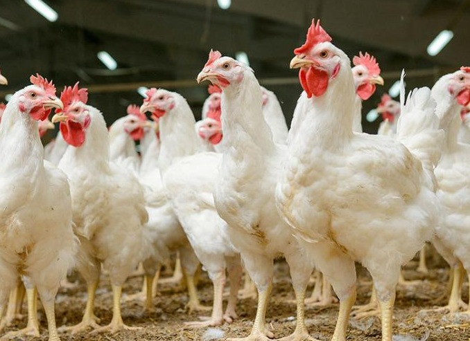 2024年全球顶尖肉鸡企业榜单出炉