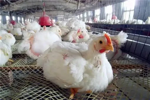 鸡伸脖、张嘴、喘气、呼噜、有啰音……这是怎么回事？