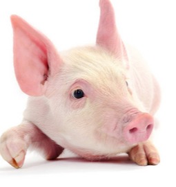 11月CPI同比上涨0.2%，猪肉价格上涨13.7%