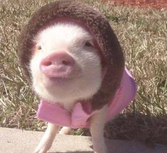 一夜“遇冷”，猪价上涨“戛然而止”！附：12月9日猪价