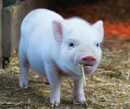 DCE豆粕生猪：价格波动与产区天气