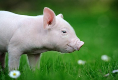 突发！2025生猪供需战火升级，大胆预测：下周猪价或将逆袭反转！热议！母猪存栏激增，PSY狂飙预警！