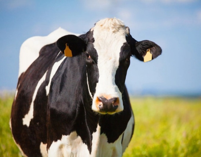 国内牛价有望迎来暴涨？JBS旗下11个牛肉工厂停产！