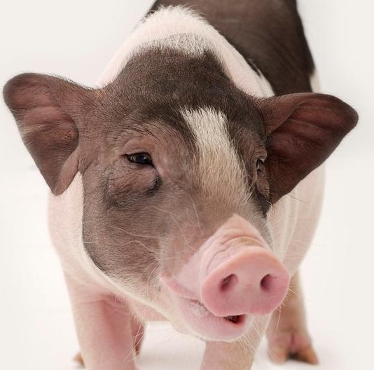 巧用六招养猪，低成本养猪看最后一招！