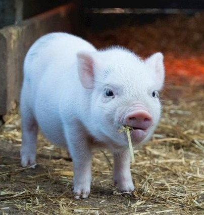 猪价涨了！【明天猪价】12月12日全国猪价涨跌表！