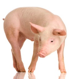 了解猪的这7大习性，少生病、让养猪更轻松！