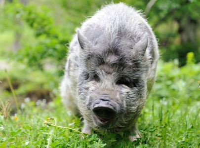 养猪最适宜的湿度应该控制在多少？