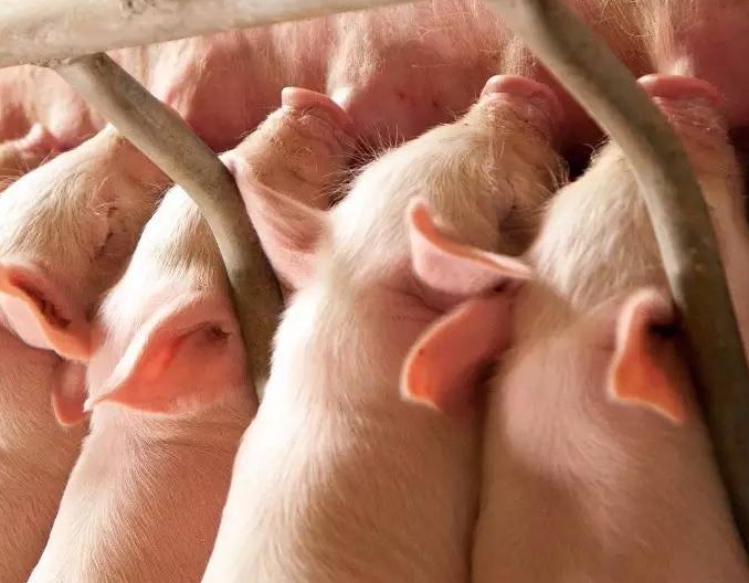 猪群呼吸道疾病分析及防控