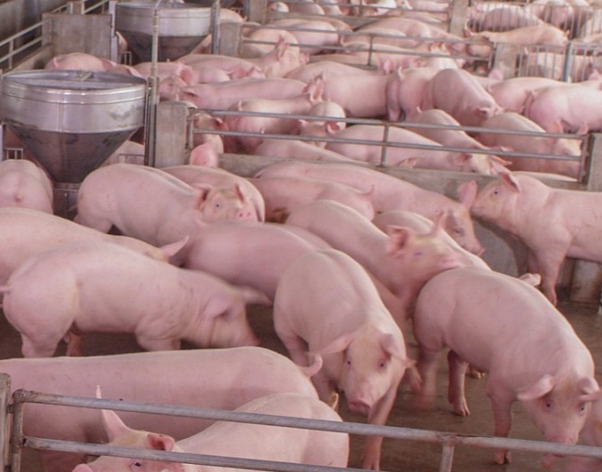 猪群咳嗽临床症状分析与防控