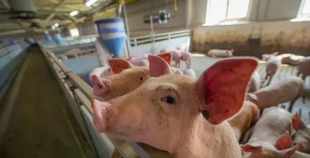 跌了，猪价“超预期”下跌！附：12月18日猪价