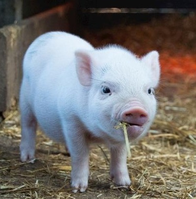 国家出手，稳定玉米价格的决心显露，上涨到1.2元只是时间问题