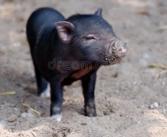 为啥现在猪肉没以前的好吃了？是猪变了还是你变了？