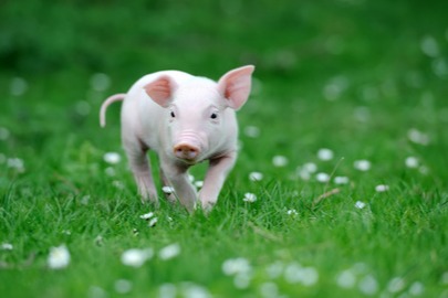 激发食材本味！爱尔兰猪肉进中国这十几年