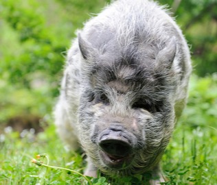 跌不停，猪价下跌“一片绿”！附：12月20日猪价