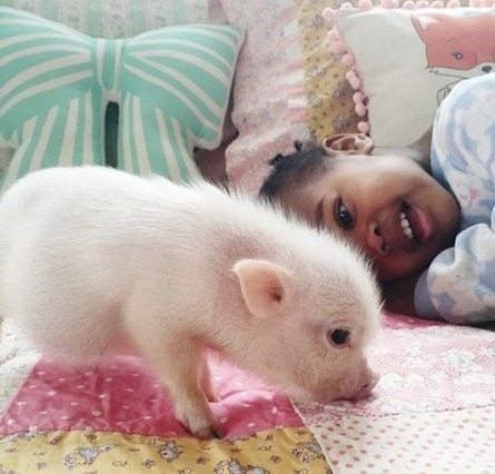 猪肉：12 月 23 日价格比上周五升 0.4%