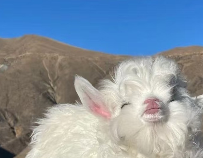 ‌母羊季节性流产怎么预防？