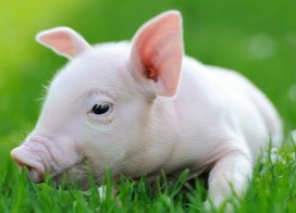 高歌猛进，猪价上涨！！