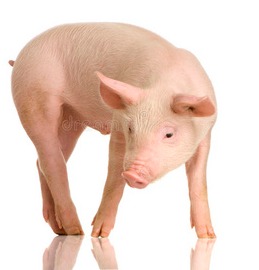 2024年12月24日最新猪价！迅猛再涨！这次冲高能成功吗？